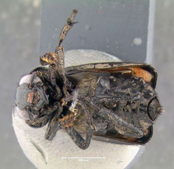 Media type: image;   Entomology 600916 Aspect: habitus ventral view